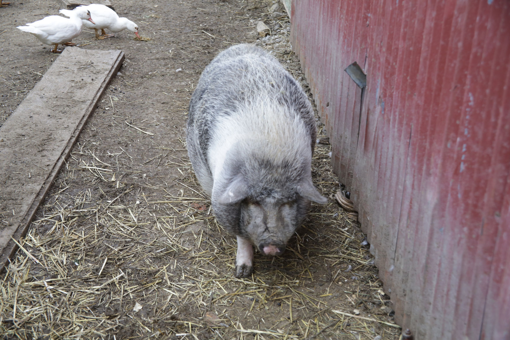 Erin's Farm animal sanctuary